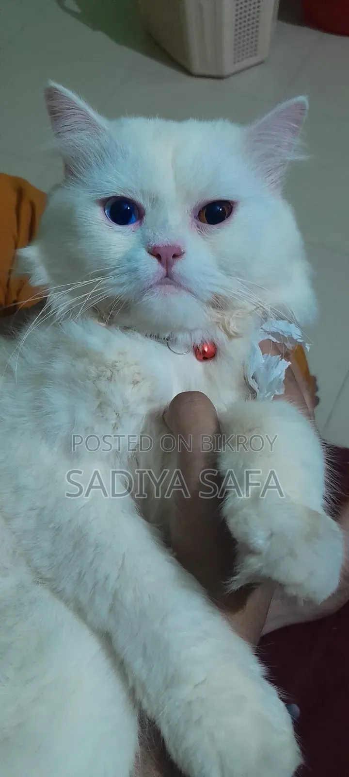 6-12 months Male Purebred Persian Cat