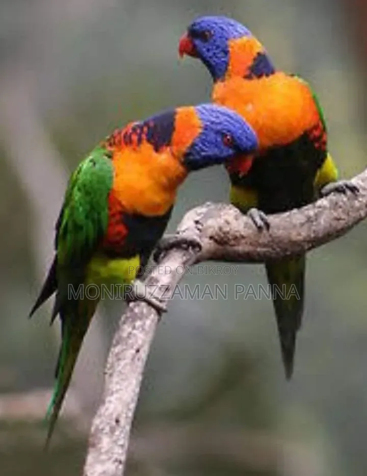 Birds Baby