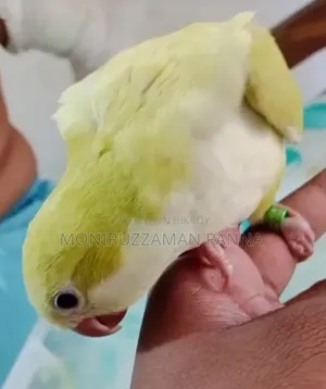 Tame Size Birds
