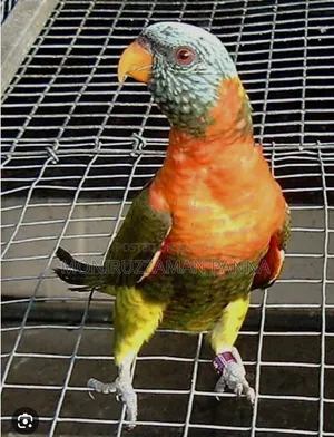 Tame Olive Lori Baby