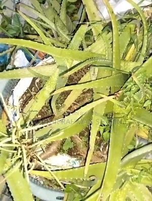 Aloe Vera Plant