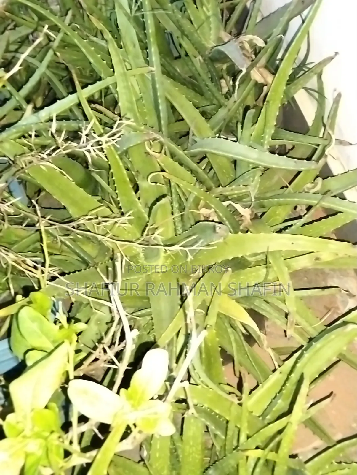 Aloe Vera Plant