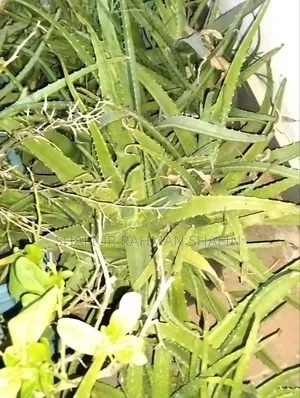 Aloe Vera Plant