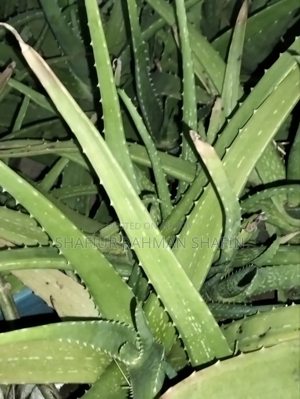 Aloe Vera Plant