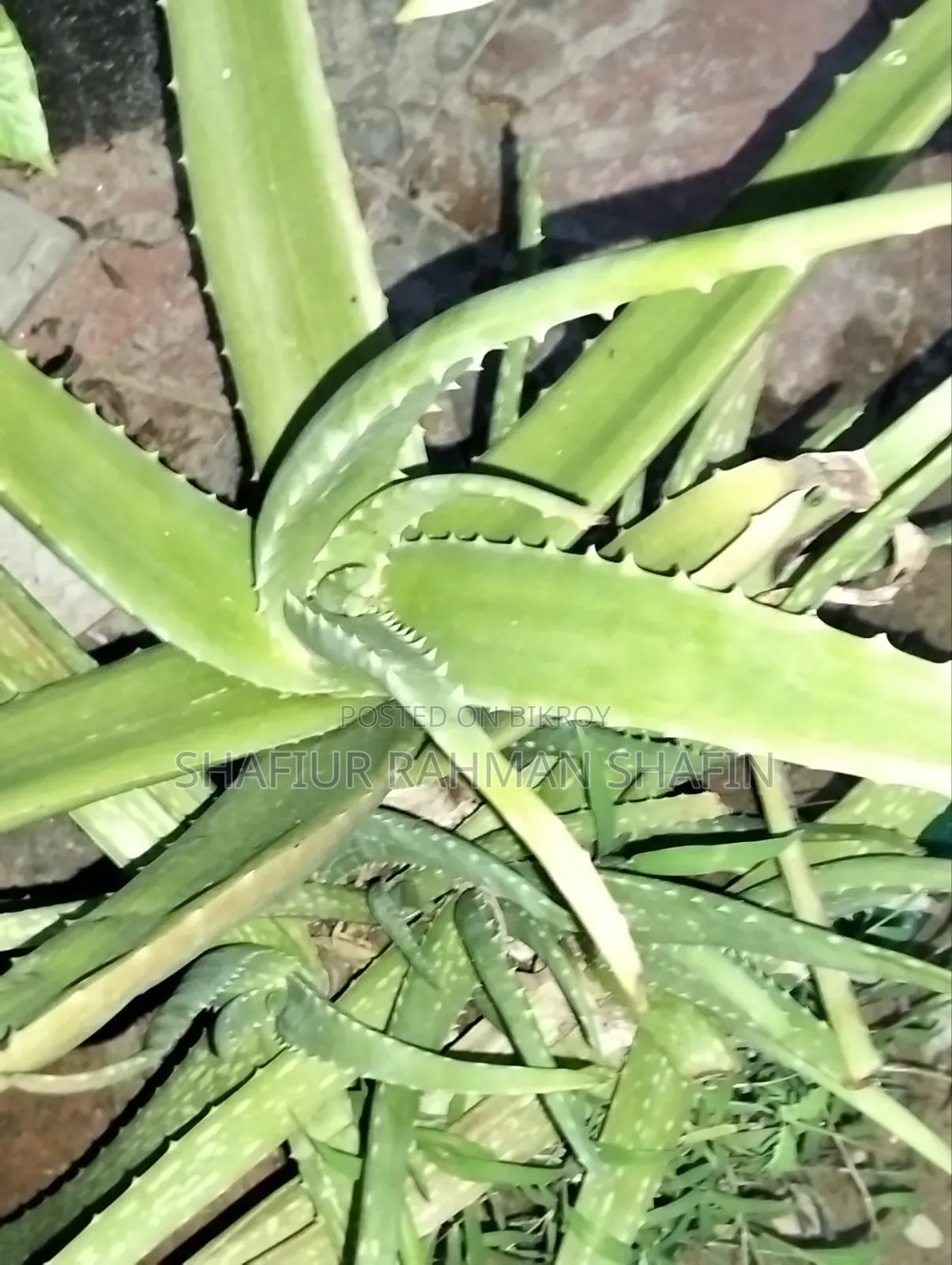 Aloe Vera Plant