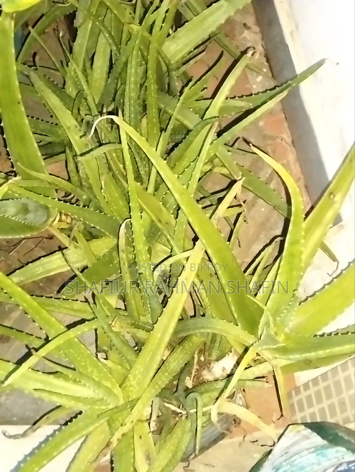 Aloe Vera Plant