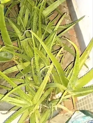 Aloe Vera Plant