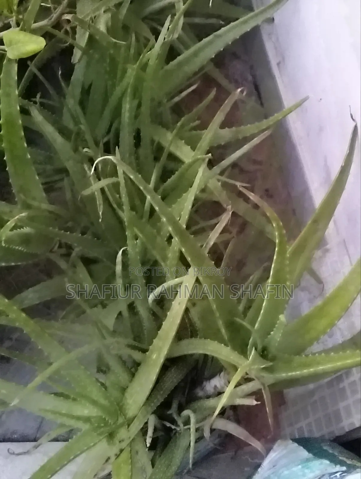 Aloe Vera Plant
