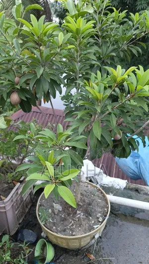 All rooftop garden plants will be sold