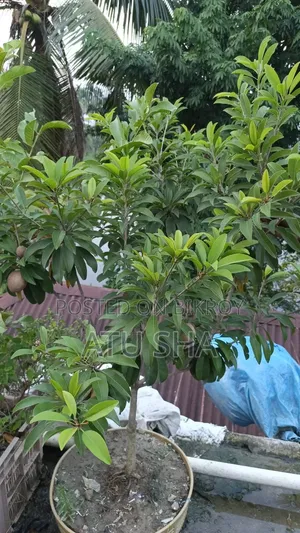 All rooftop garden plants will be sold