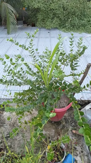 All rooftop garden plants will be sold