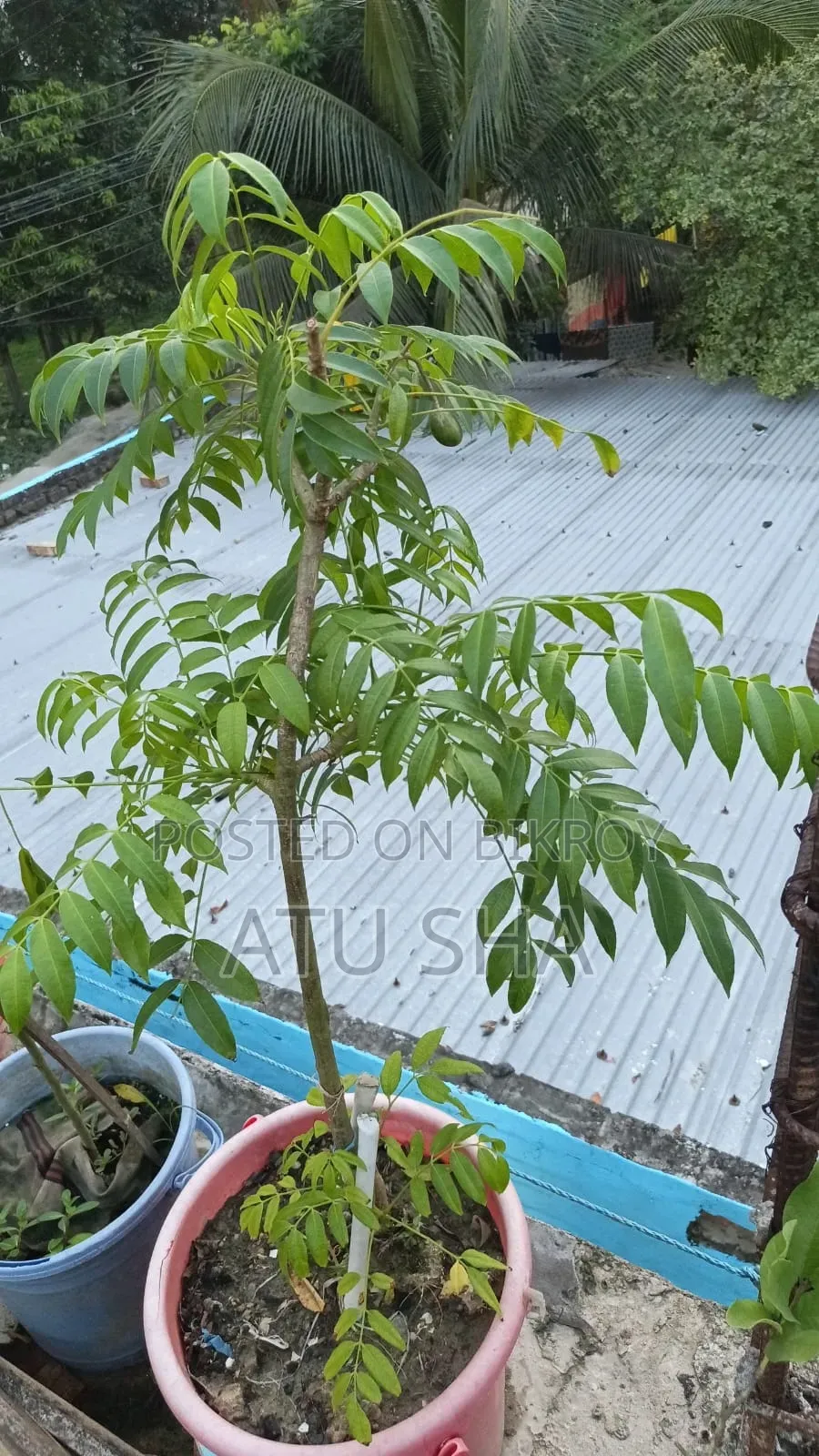 All rooftop garden plants will be sold