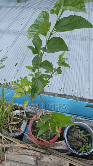 All rooftop garden plants will be sold
