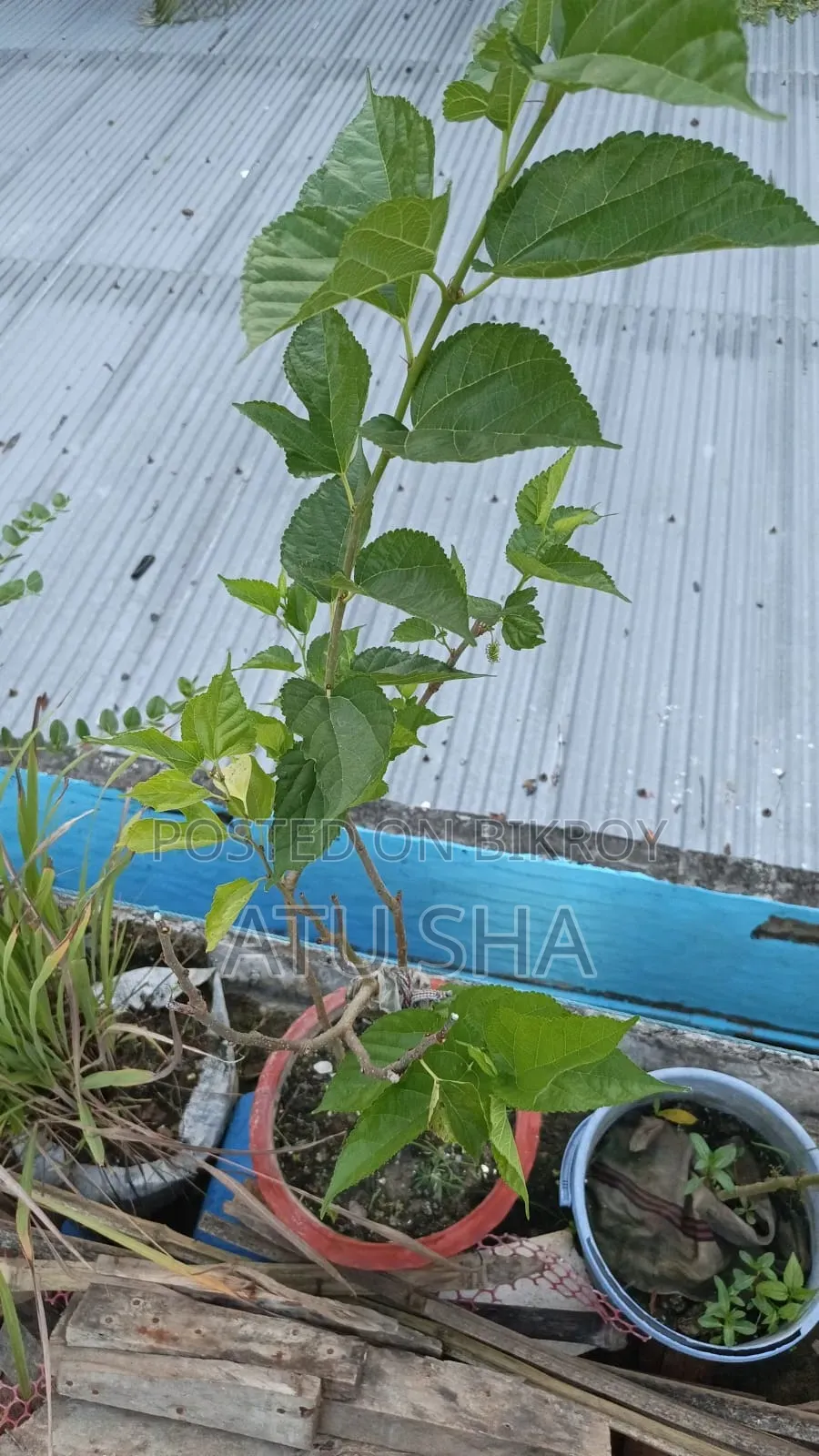 All rooftop garden plants will be sold