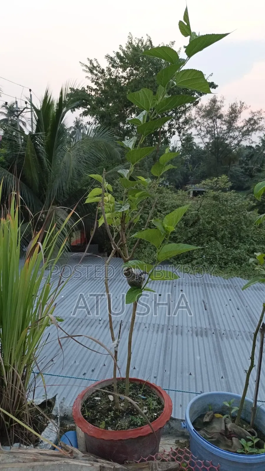 All rooftop garden plants will be sold
