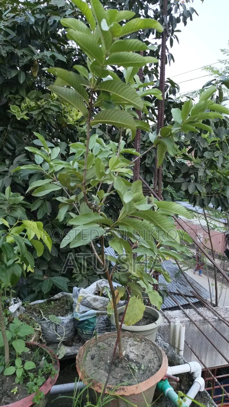 All rooftop garden plants will be sold