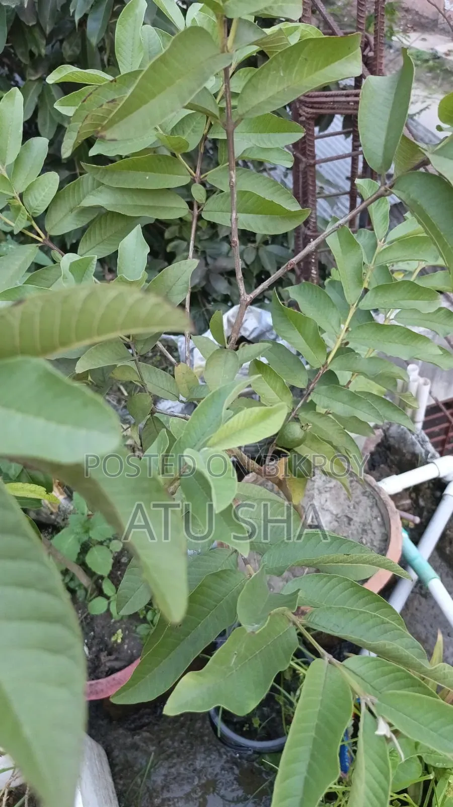 All rooftop garden plants will be sold