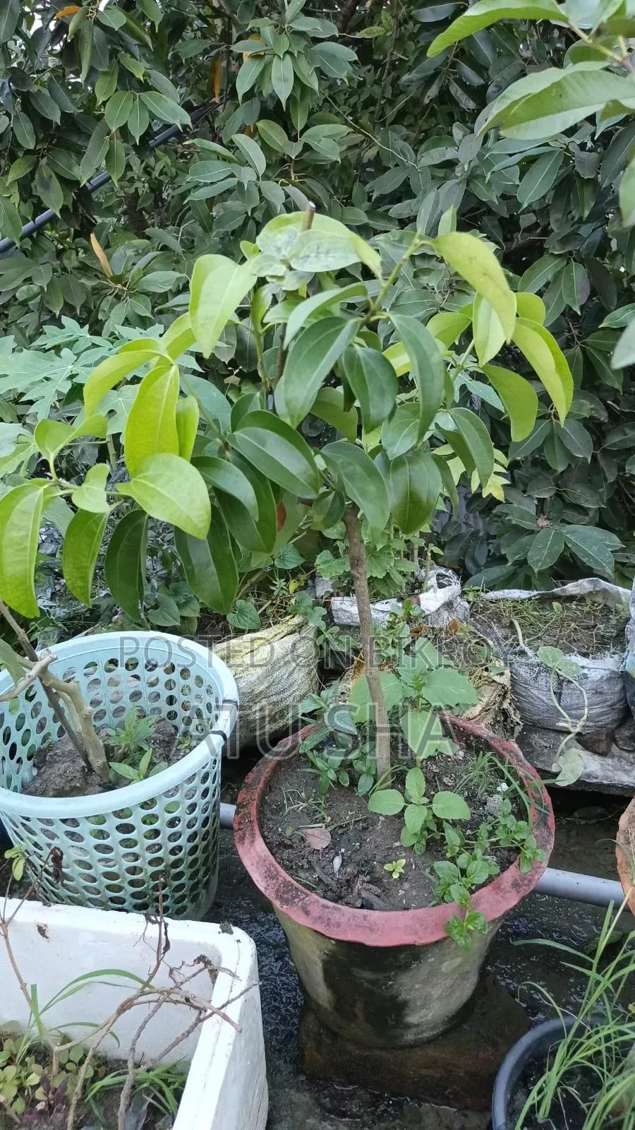 All rooftop garden plants will be sold