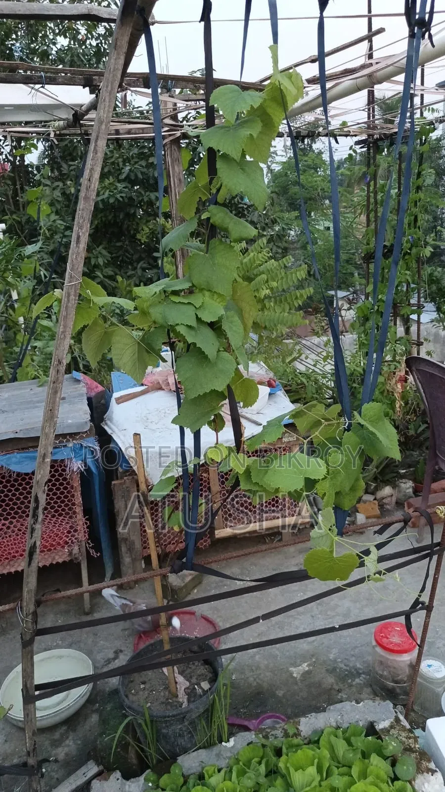 All rooftop garden plants will be sold