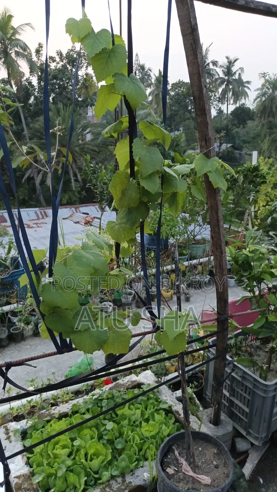 All rooftop garden plants will be sold