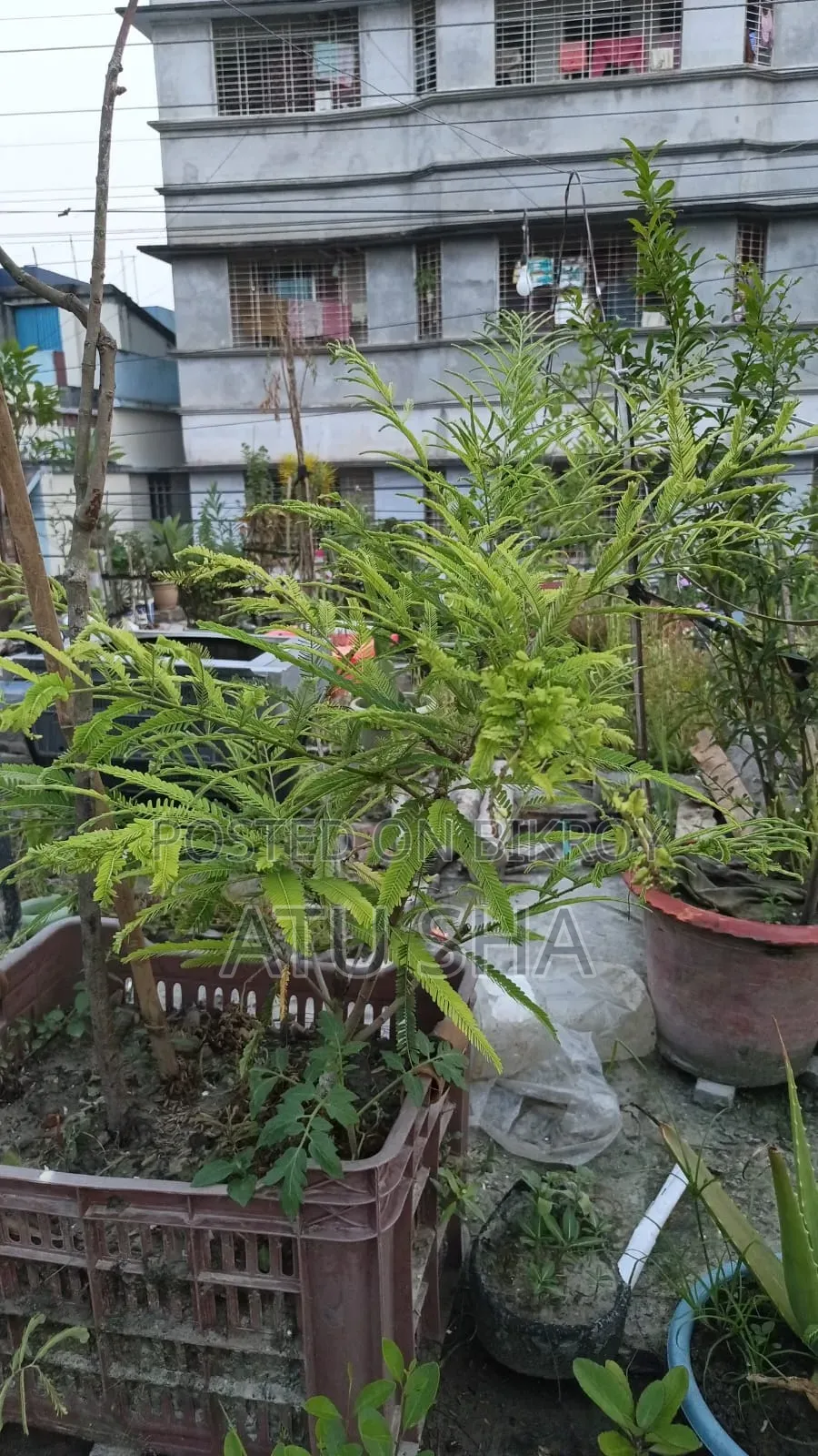 All rooftop garden plants will be sold
