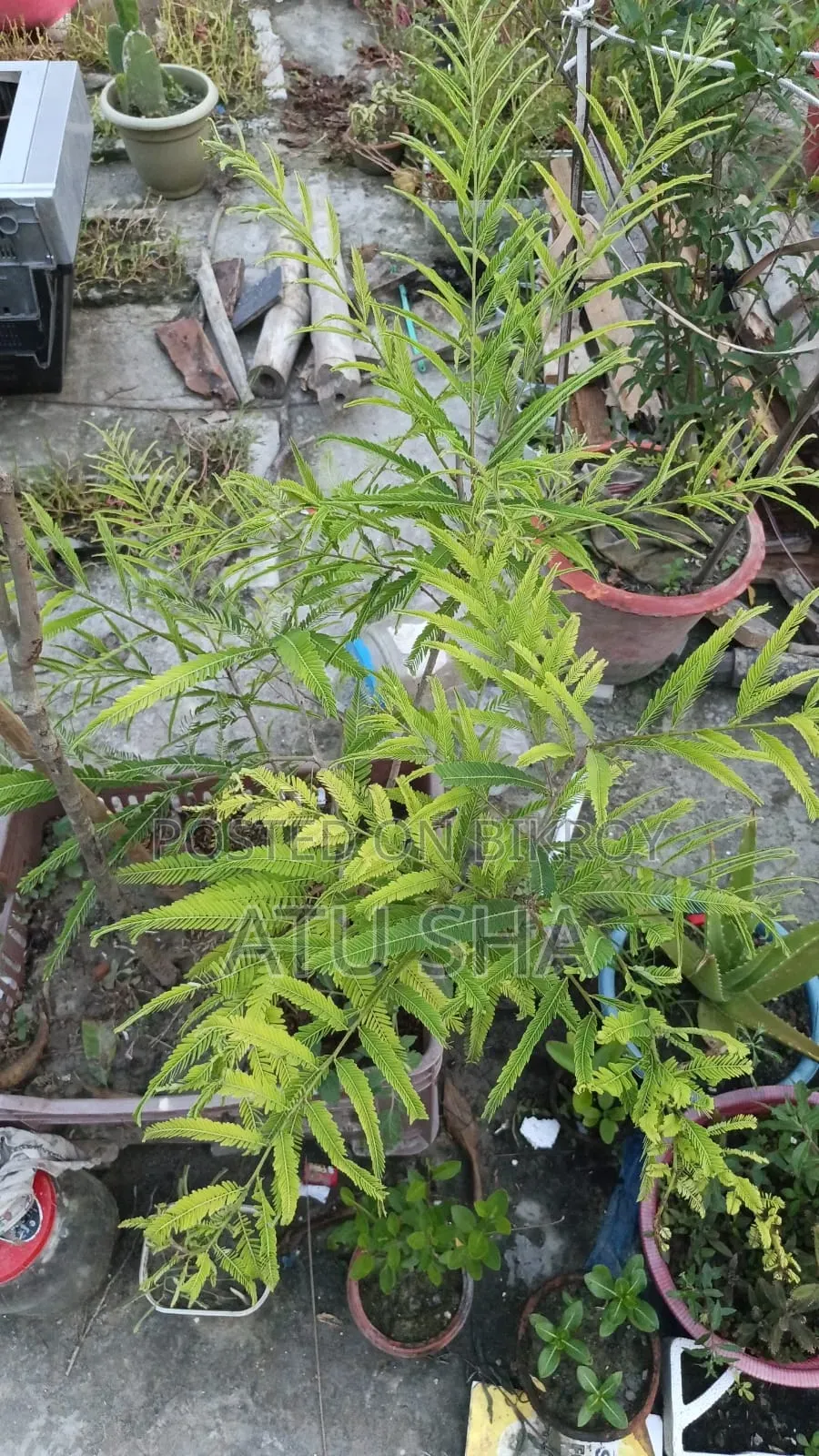 All rooftop garden plants will be sold