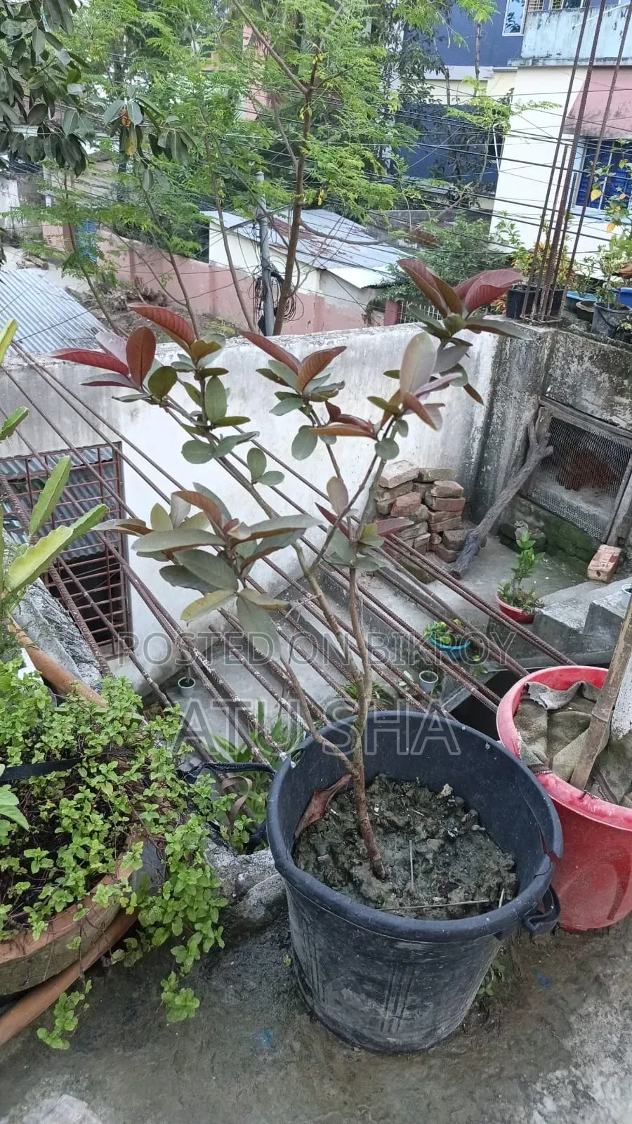 All rooftop garden plants will be sold