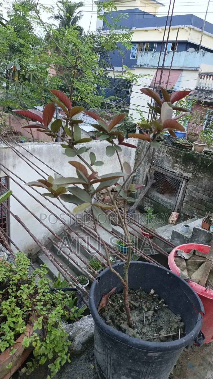 All rooftop garden plants will be sold