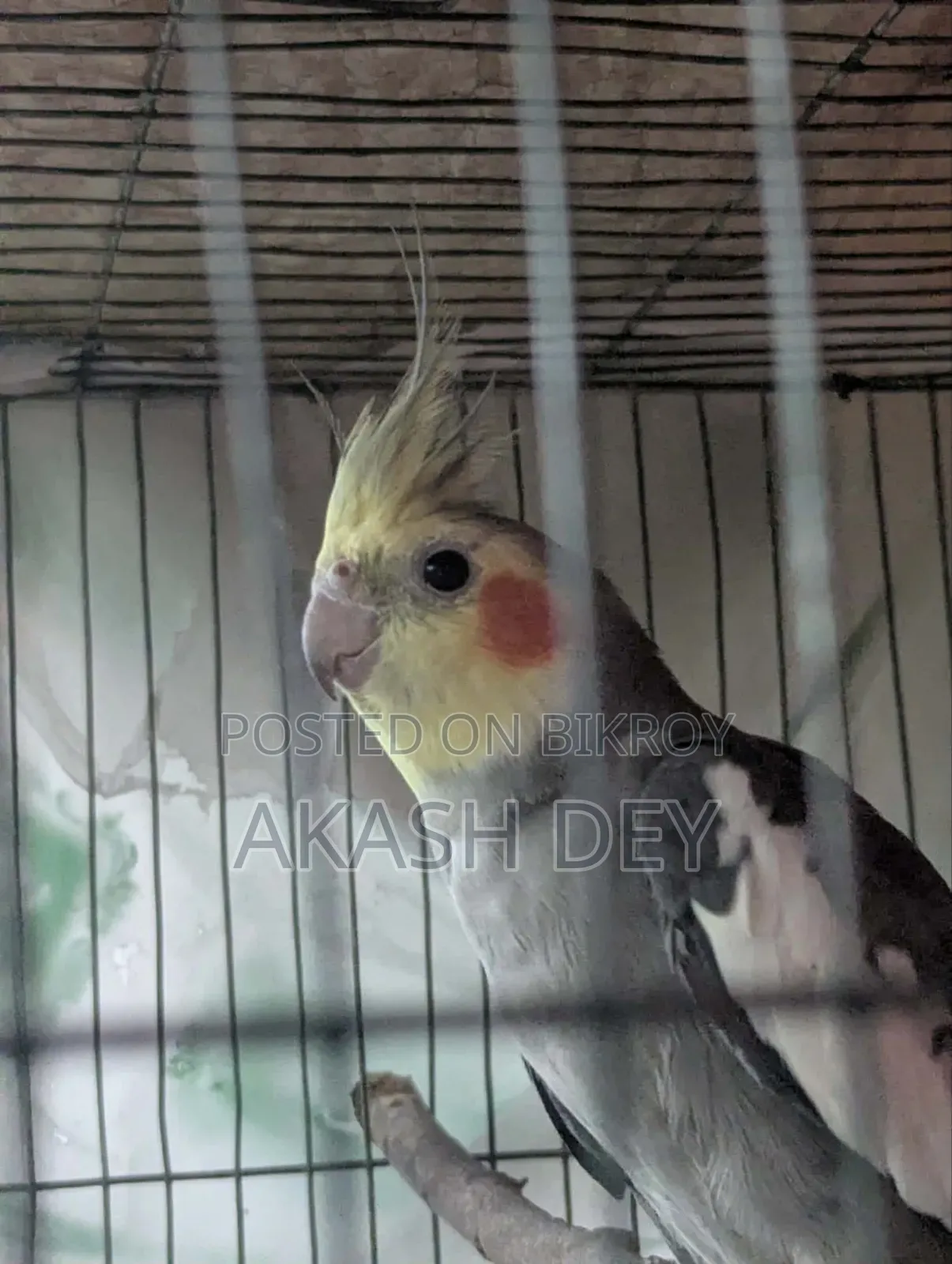 Male Cockatiel