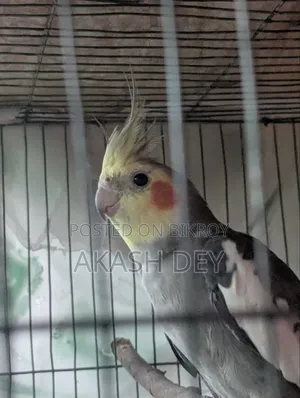 Male Cockatiel