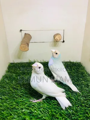 গোল্ডিয়ান ফিঞ্চ