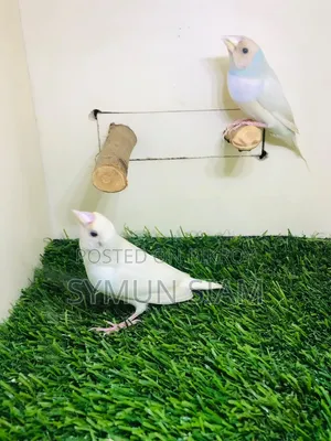 গোল্ডিয়ান ফিঞ্চ