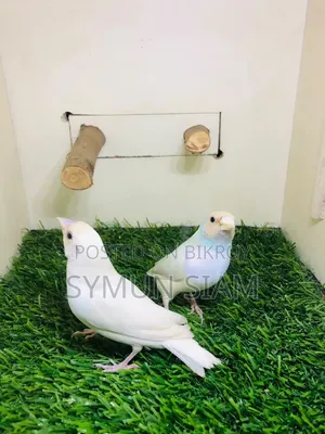গোল্ডিয়ান ফিঞ্চ