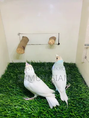 গোল্ডিয়ান ফিঞ্চ
