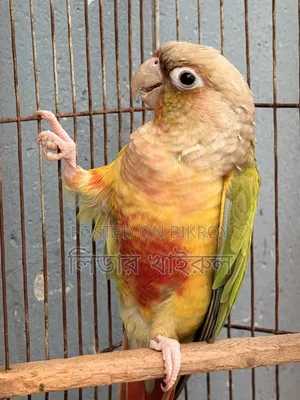 Pineapple Conure