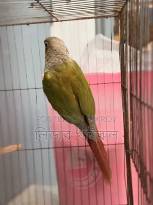 Pineapple Conure