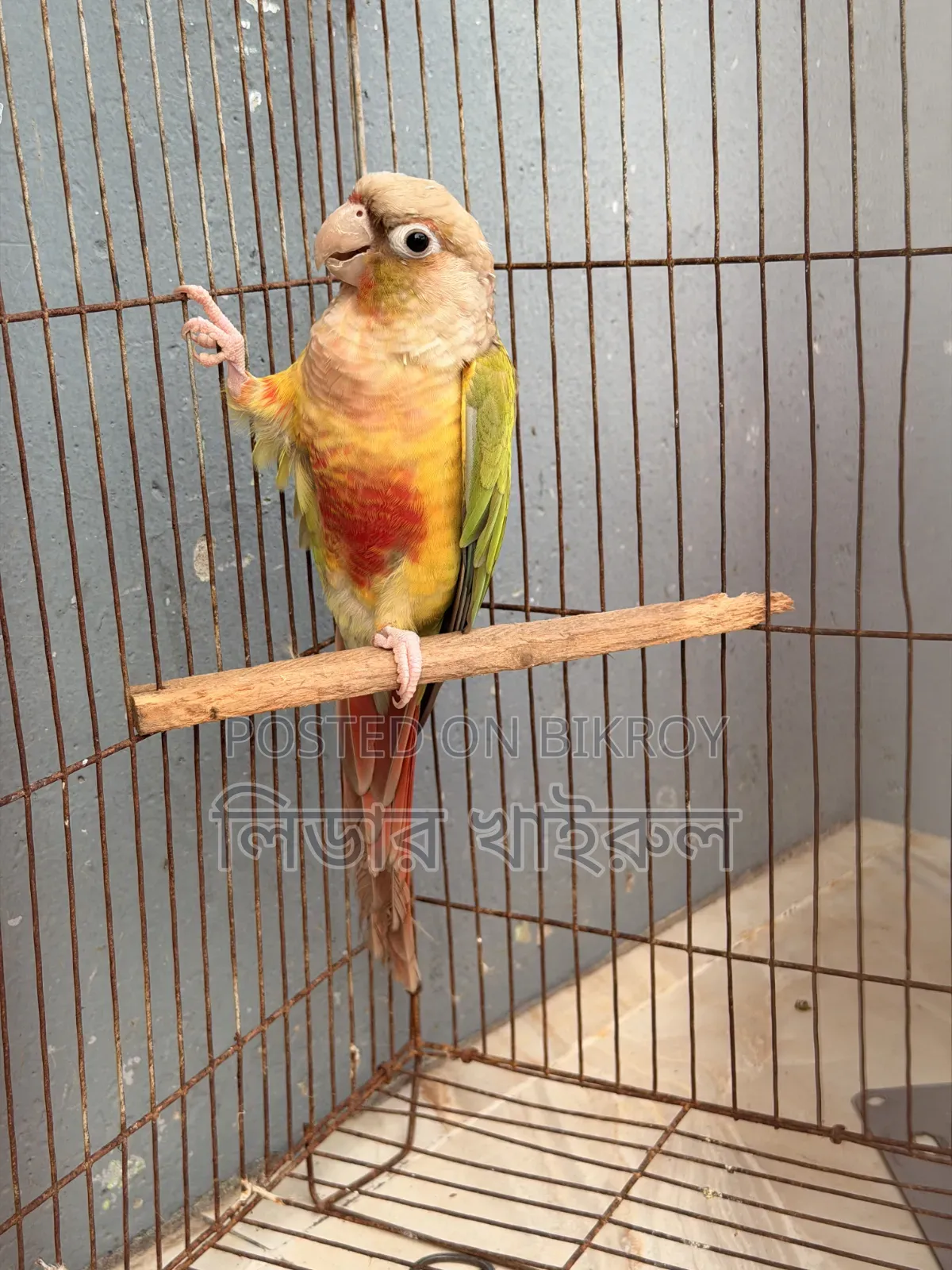 Pineapple Conure