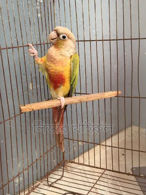 Pineapple Conure