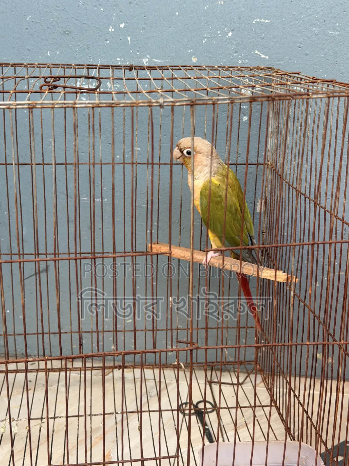 Pineapple Conure