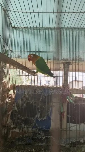 লাভ বার্ড রানিং ফিমেল