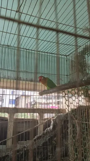 লাভ বার্ড রানিং ফিমেল