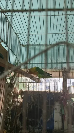 লাভ বার্ড রানিং ফিমেল