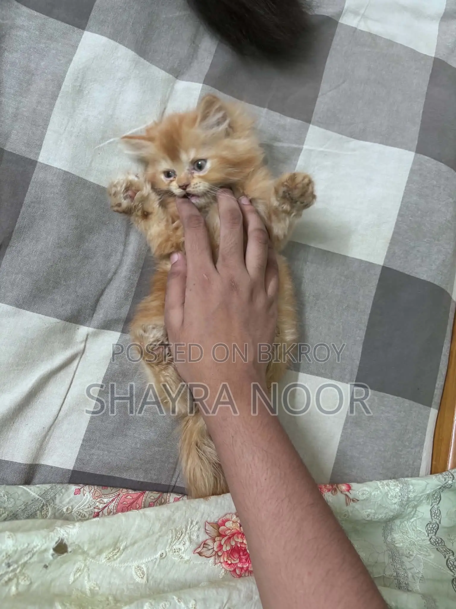1-3 months Female Purebred Persian