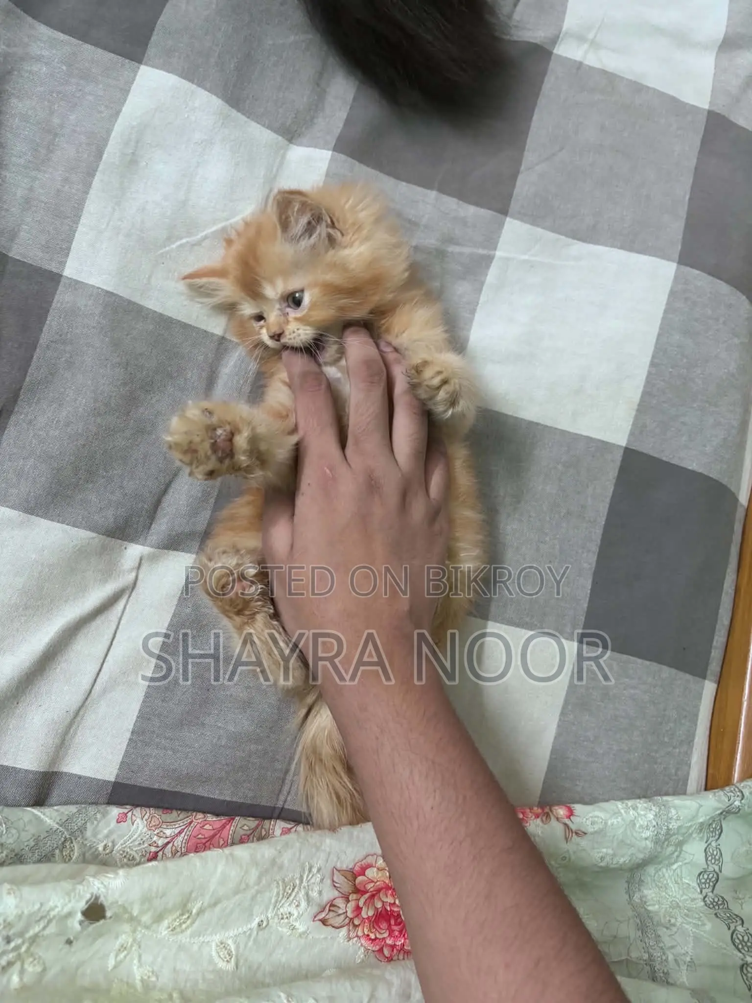 1-3 months Female Purebred Persian