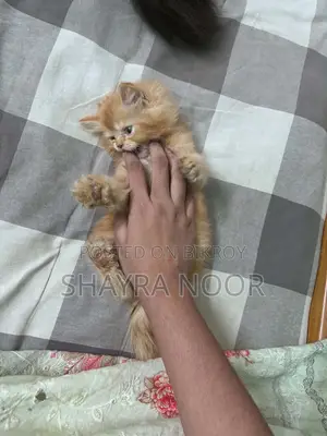 1-3 months Female Purebred Persian