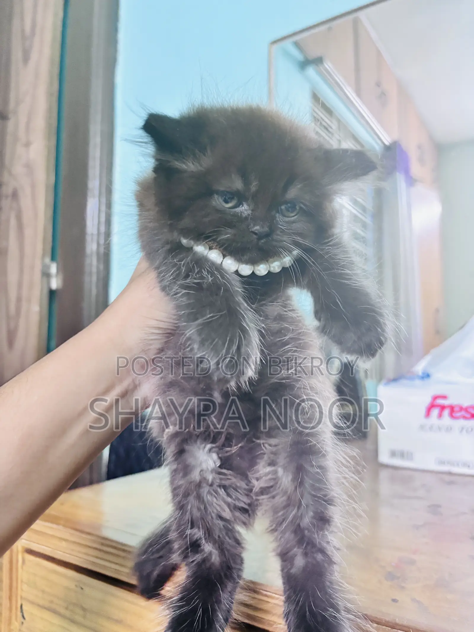 1-3 months Female Purebred Persian