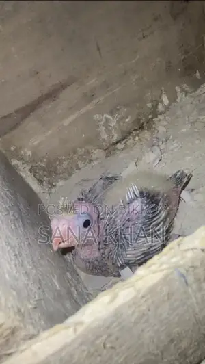 Cocktail Tame Size Baby