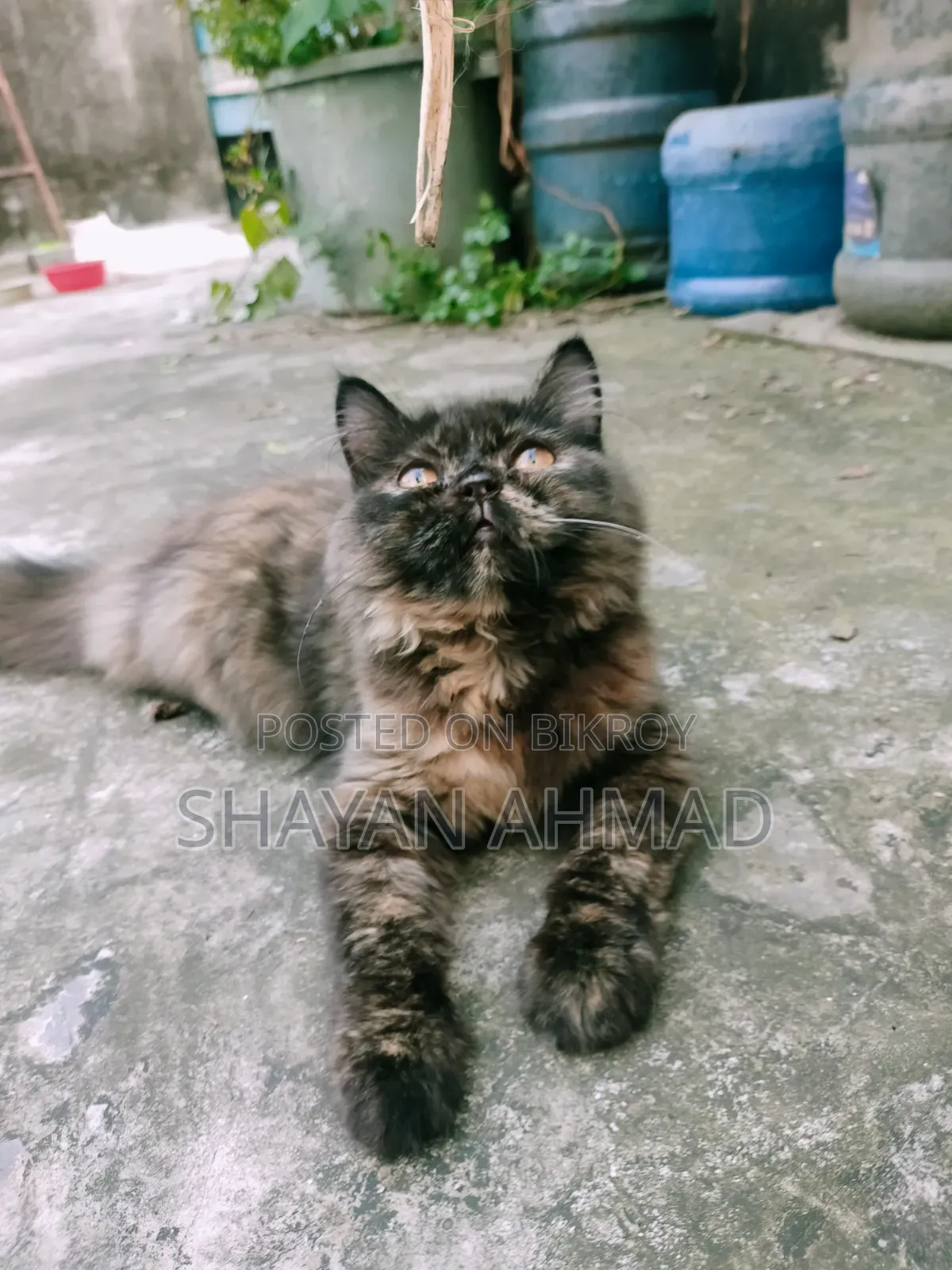 3-6 Months Female Purebred Persian