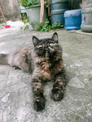 3-6 Months Female Purebred Persian