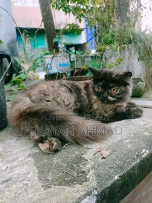 3-6 Months Female Purebred Persian